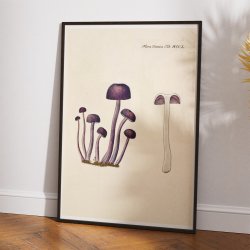 Agaricus amethystinus 1799 - Flora Danica