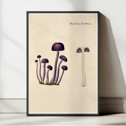 Agaricus amethystinus 1799 - Flora Danica