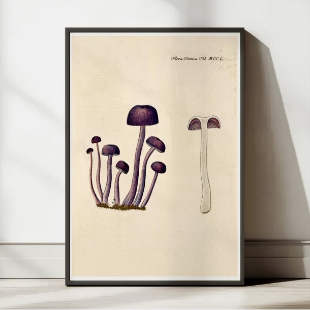 Agaricus amethystinus 1799 - Flora Danica