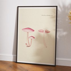 Agaricus roseo-albus 1819 - Flora Danica