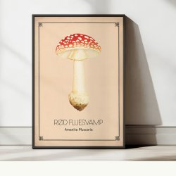 Rd fluesvamp - Anskuelsestavle