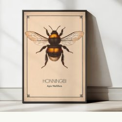 Honningbi - Anskuelsestavle