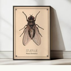 Stueflue - Anskuelsestavle