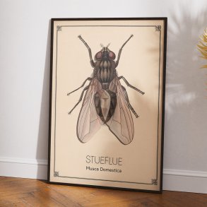 Stueflue - Anskuelsestavle