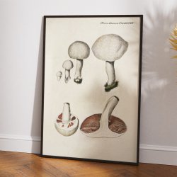 Mark-champignon 1777 - Flora Danica