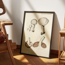 Mark-champignon 1777 - Flora Danica