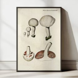 Mark-champignon 1777 - Flora Danica