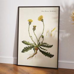 Kongepen Plettet 1787 - Flora Danica