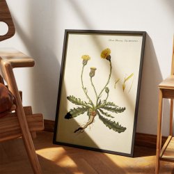 Kongepen Plettet 1787 - Flora Danica