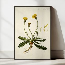 Kongepen Plettet 1787 - Flora Danica