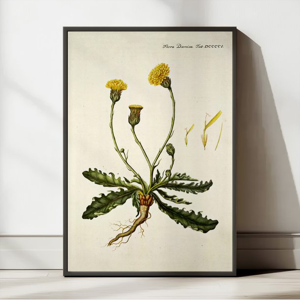 Kongepen Plettet 1787 - Flora Danica