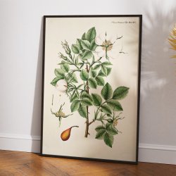 Rosa alba Vahl. 1799 - Flora Danica