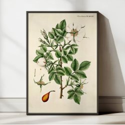 Rosa alba Vahl. 1799 - Flora Danica