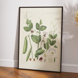 Mark-rten 1883 - Flora Danica