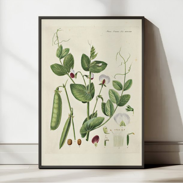 Mark-rten 1883 - Flora Danica