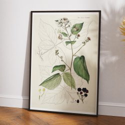 Brombr 1883 - Flora Danica