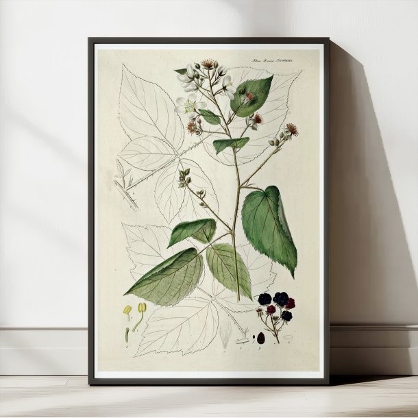 Brombr 1883 - Flora Danica