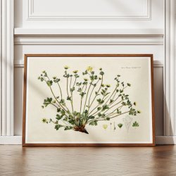 Potentilla Frieseana 1880 - Flora Danica