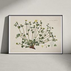 Potentilla Frieseana 1880 - Flora Danica