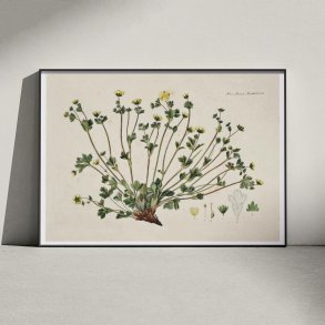 Potentilla Frieseana 1880 - Flora Danica