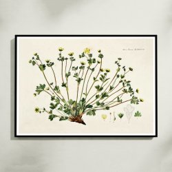 Potentilla Frieseana 1880 - Flora Danica
