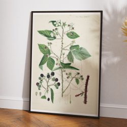 Brombr II 1877 - Flora Danica