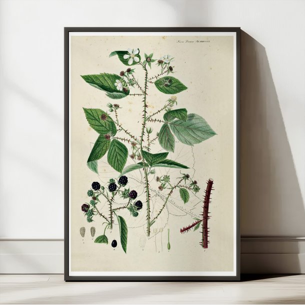 Brombr II 1877 - Flora Danica