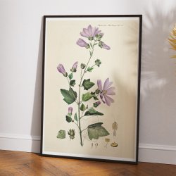 Poppelrose 1874 - Flora Danica