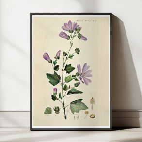 Poppelrose 1874 - Flora Danica