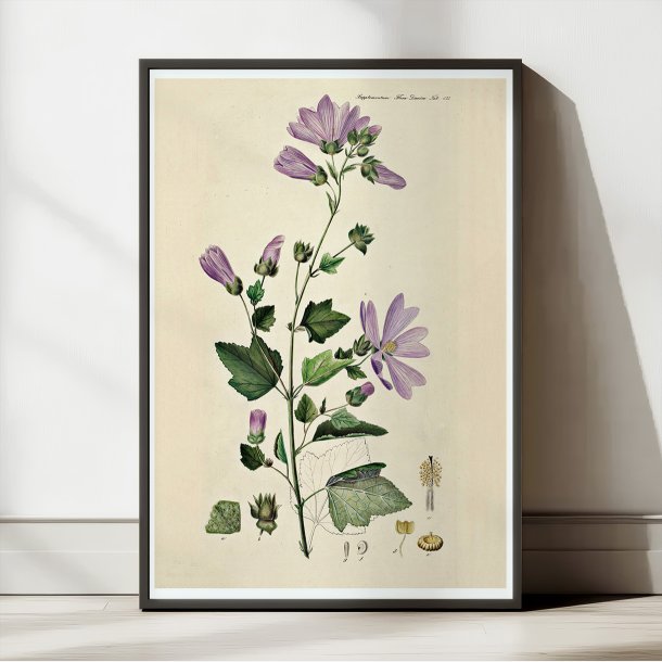 Poppelrose 1874 - Flora Danica