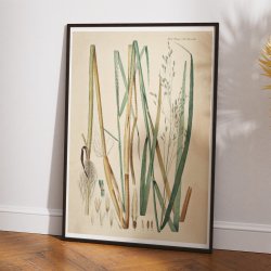 Pibegrs og Bltop 1871 - Flora Danica