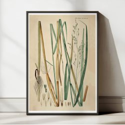 Pibegrs og Bltop 1871 - Flora Danica