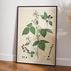 Brombr III 1871 - Flora Danica