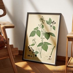 Brombr III 1871 - Flora Danica