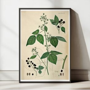 Brombr III 1871 - Flora Danica