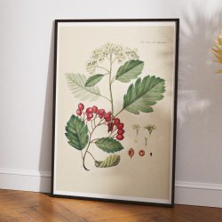 Seljern 1869 - Flora Danica