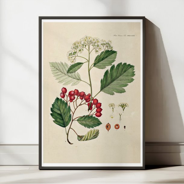 Seljern 1869 - Flora Danica