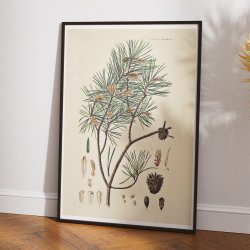 Skovfyr 1869 - Flora Danica