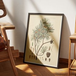 Skovfyr 1869 - Flora Danica