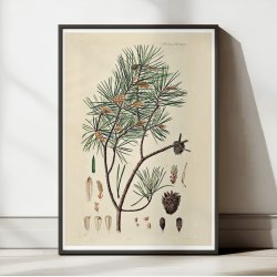 Skovfyr 1869 - Flora Danica