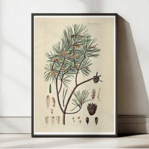 Skovfyr 1869 - Flora Danica