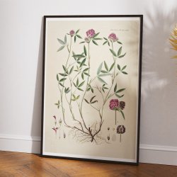 Klver 1869 - Flora Danica