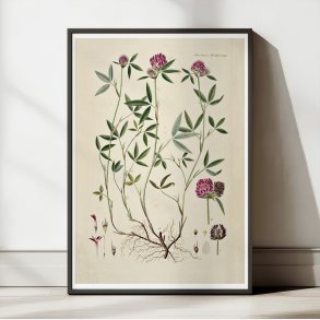 Klver 1869 - Flora Danica