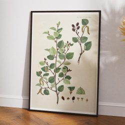 Bjerg-el 1867 - Flora Danica