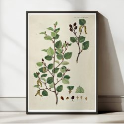 Bjerg-el 1867 - Flora Danica