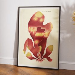 Halymenia edulis Ag. 1839 - Flora Danica