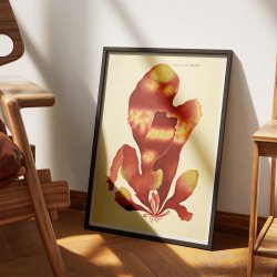 Halymenia edulis Ag. 1839 - Flora Danica