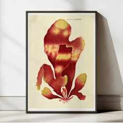 Halymenia edulis Ag. 1839 - Flora Danica