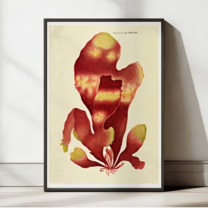 Halymenia edulis Ag. 1839 - Flora Danica