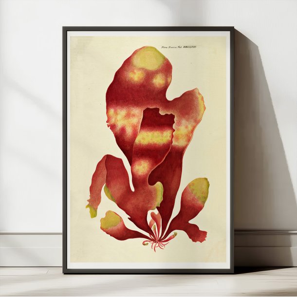 Halymenia edulis Ag. 1839 - Flora Danica